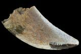 Raptor Tooth From Wyoming - Lance Creek Formation #123516-1